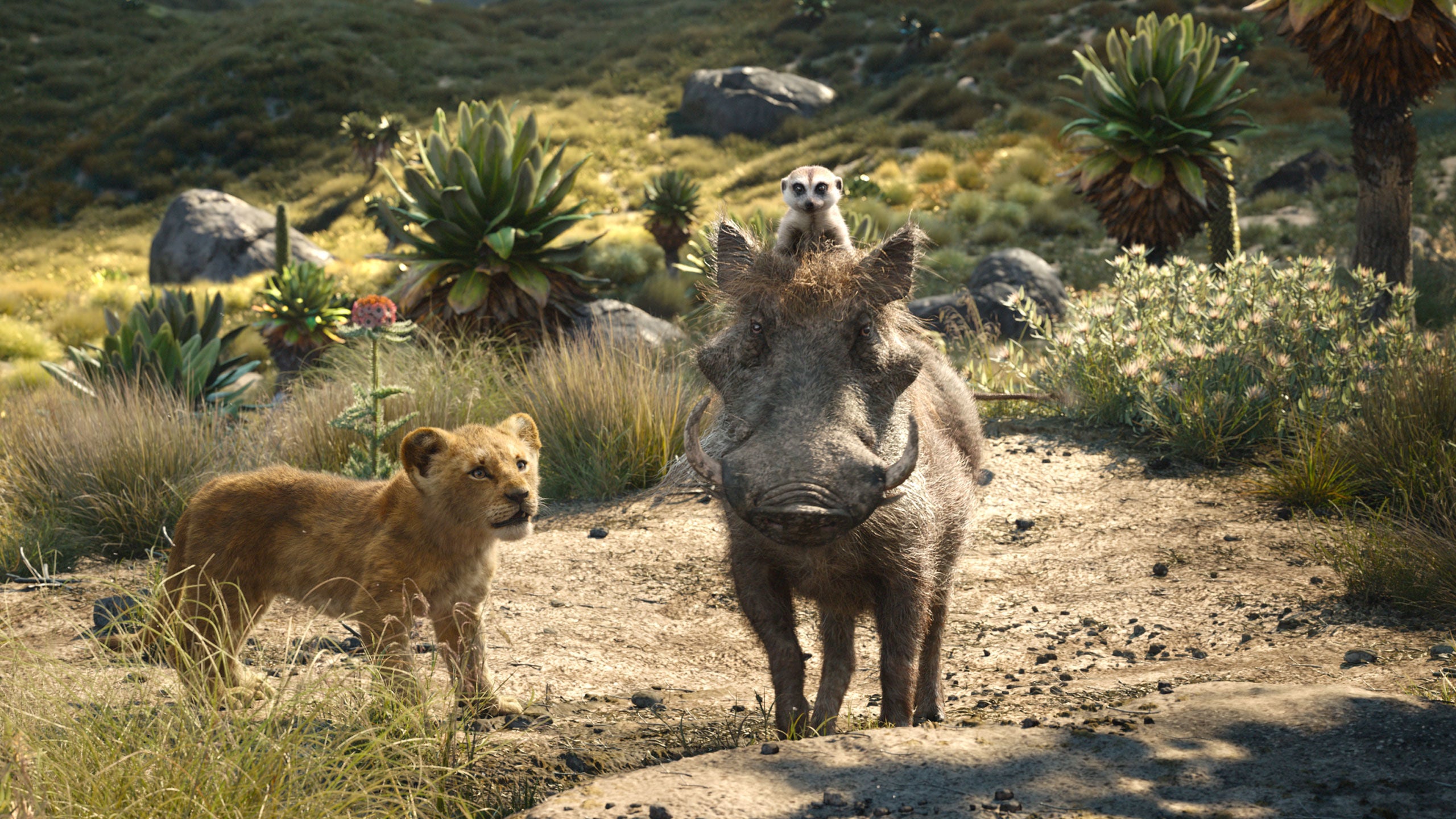 disney-k-nig-der-l-wen-mufasa-dvd-box-live-action image 3