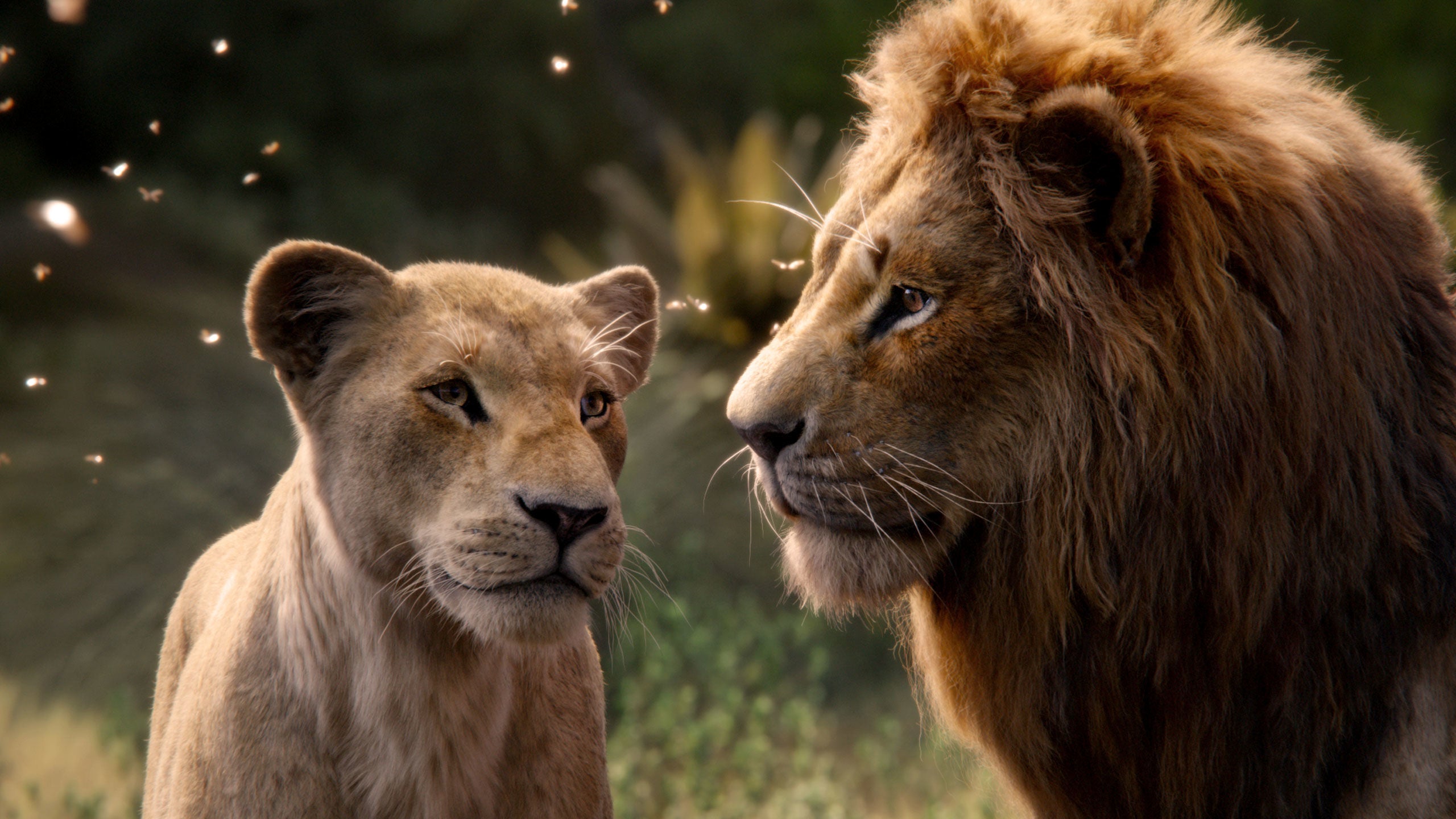 disney-k-nig-der-l-wen-mufasa-dvd-box-live-action image 5