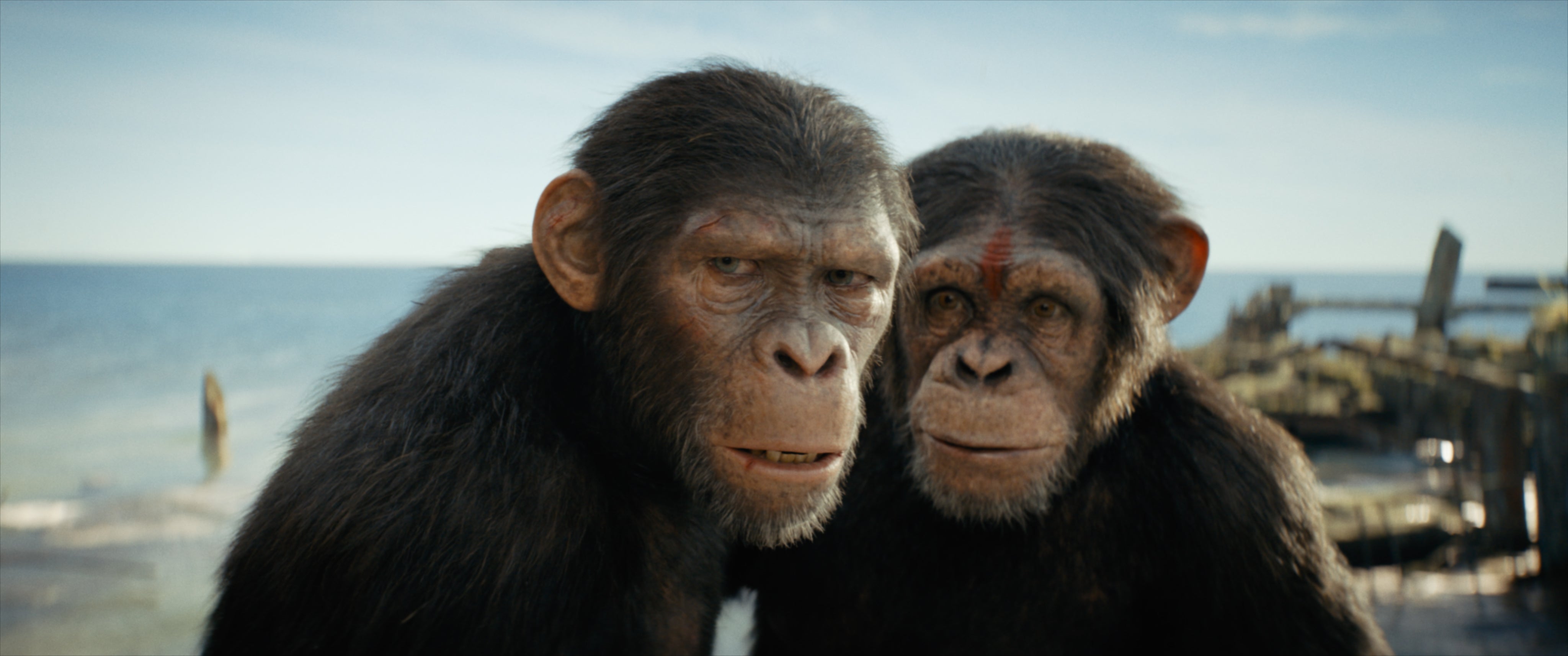 leonine-planet-der-affen-new-kingdom-4k-uhd-blu-ray-film image 6